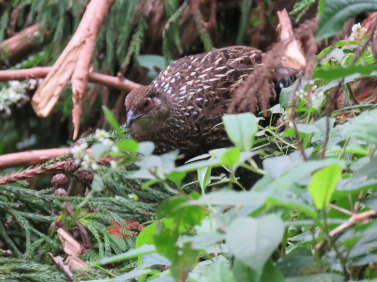 ミカドキジ - ML643867589