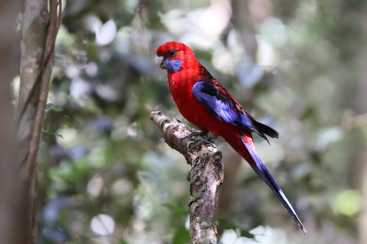 Crimson Rosella - ML643867593