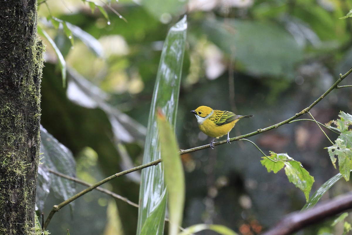 Silver-throated Tanager - ML643867594