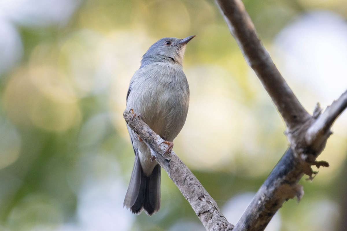 Bicolored Conebill - ML643867595