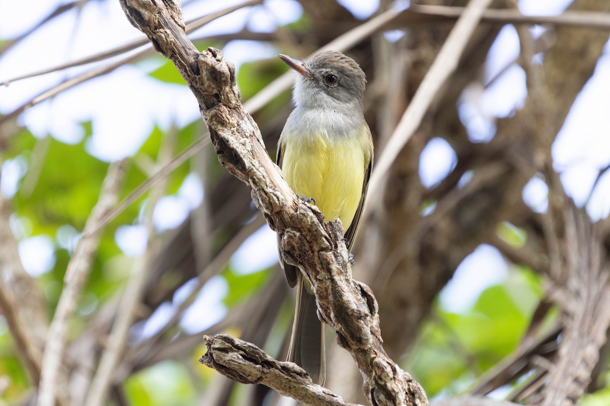 Panama Flycatcher - ML643867597