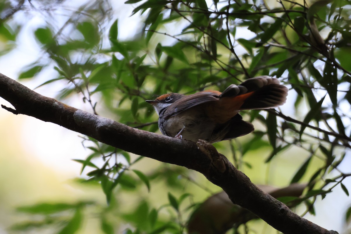 Australian Rufous Fantail - ML643867598