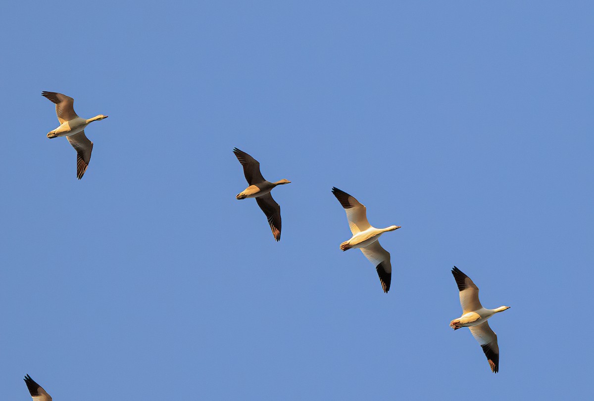 Snow Goose - ML643867601