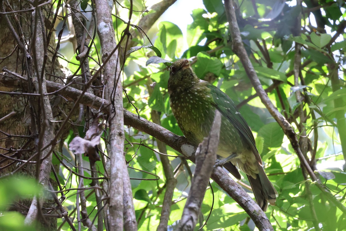 Green Catbird - ML643867602