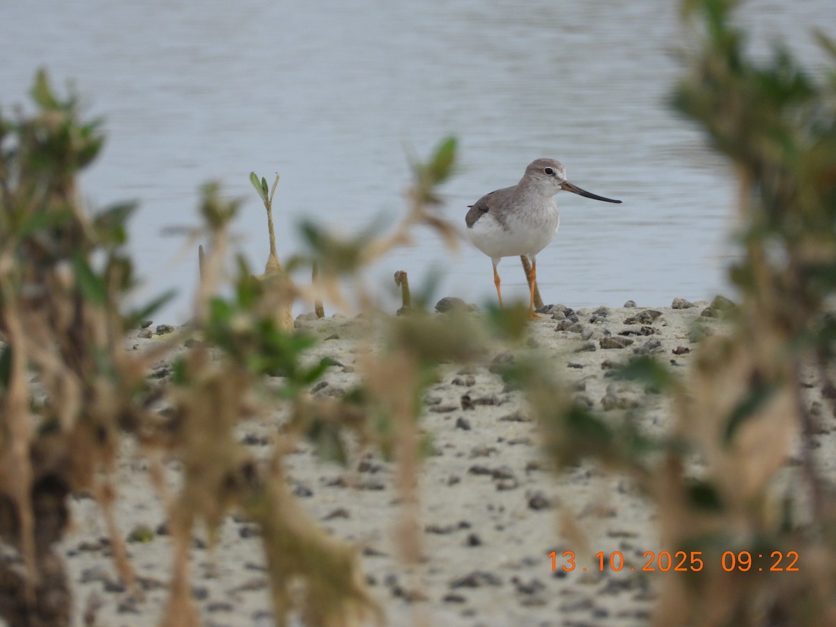 Terek Sandpiper - ML643867603