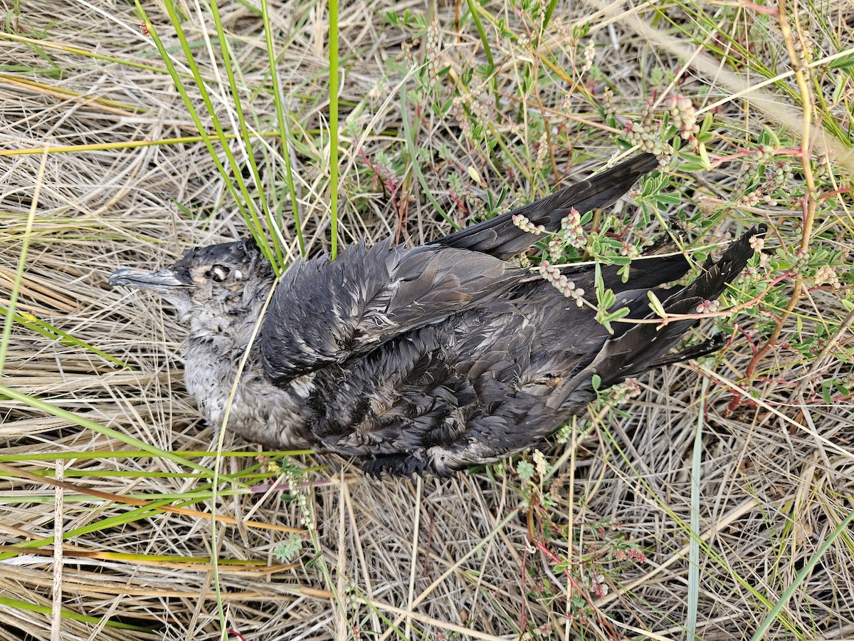 Short-tailed Shearwater - ML643867605