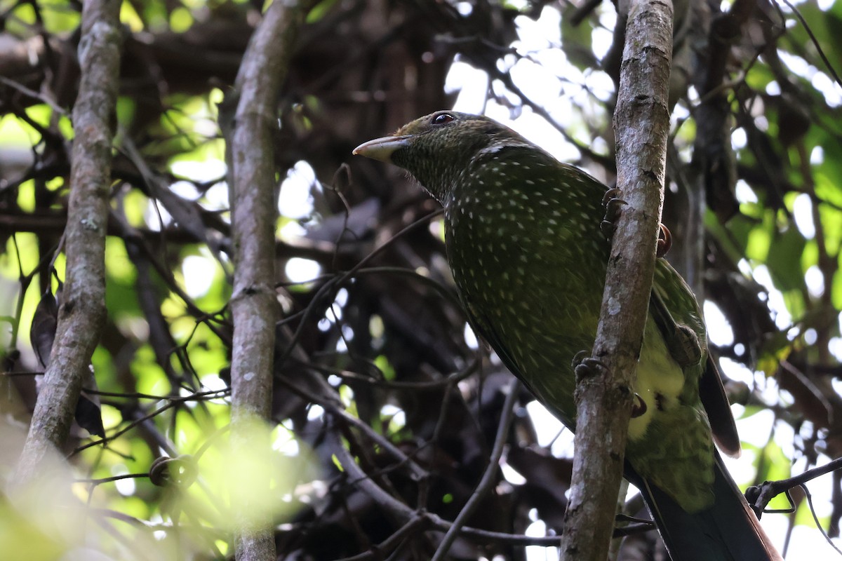 Green Catbird - ML643867606