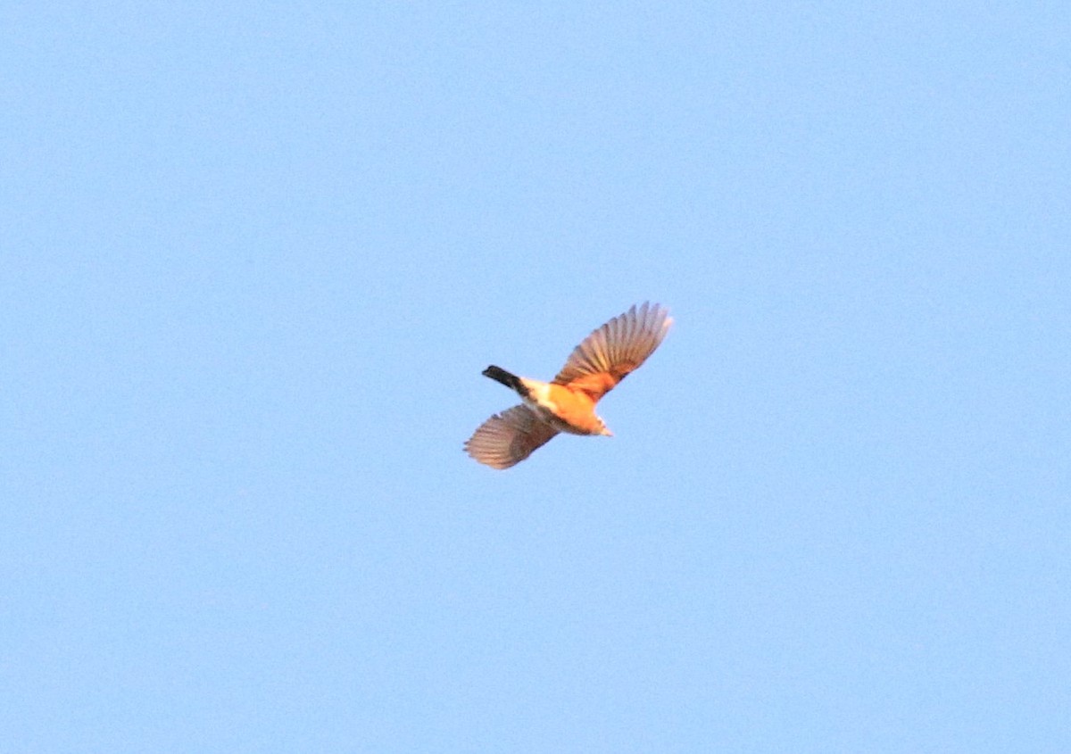 American Robin - ML643867607
