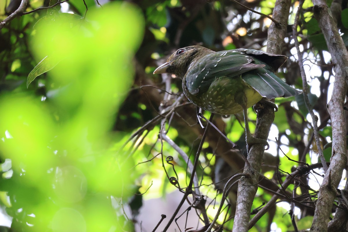 Green Catbird - ML643867608