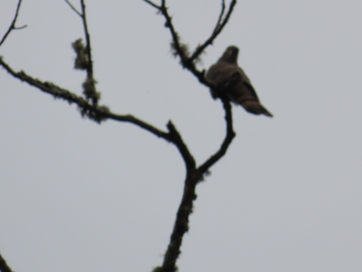 Зозуля велика - ML643867611