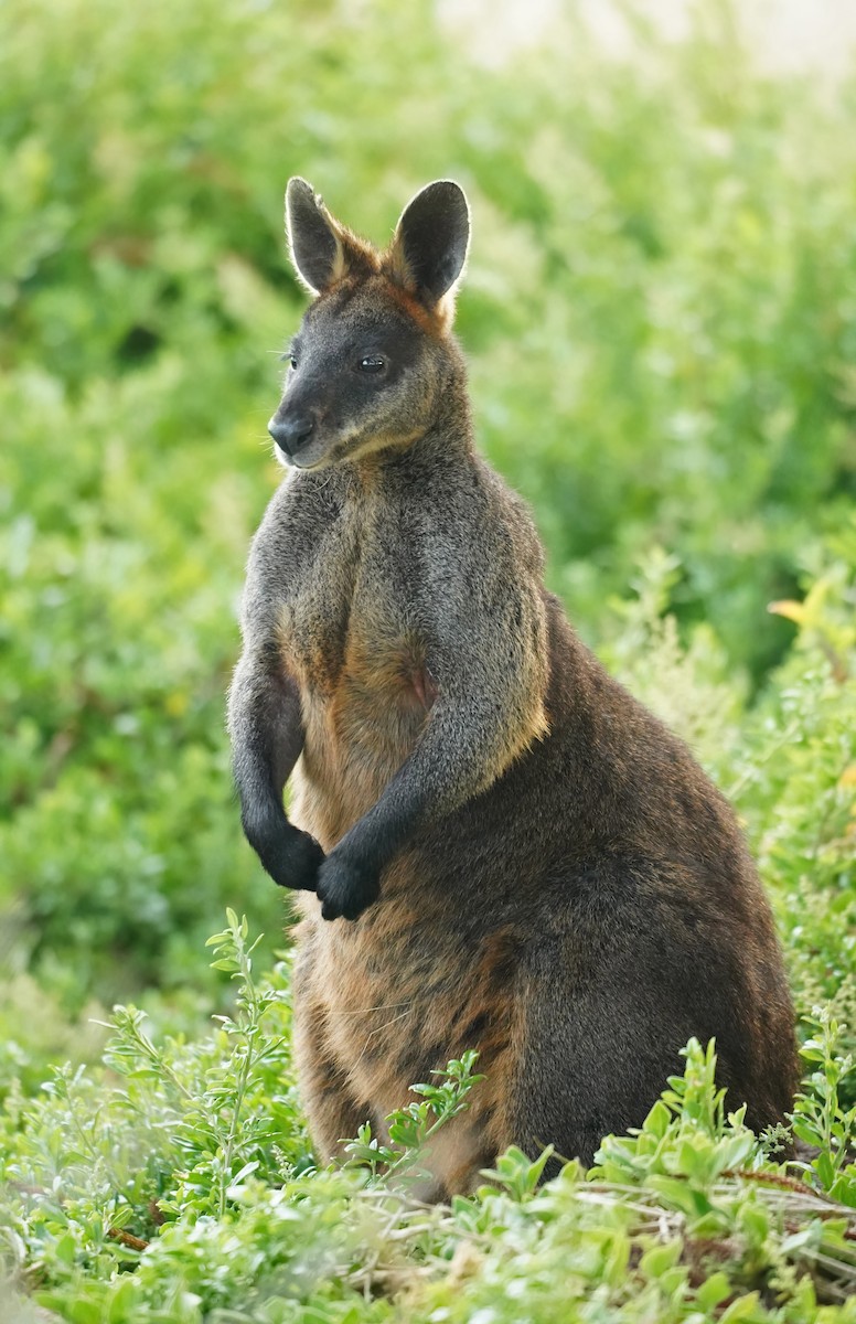 Swamp Wallaby - ML643867614