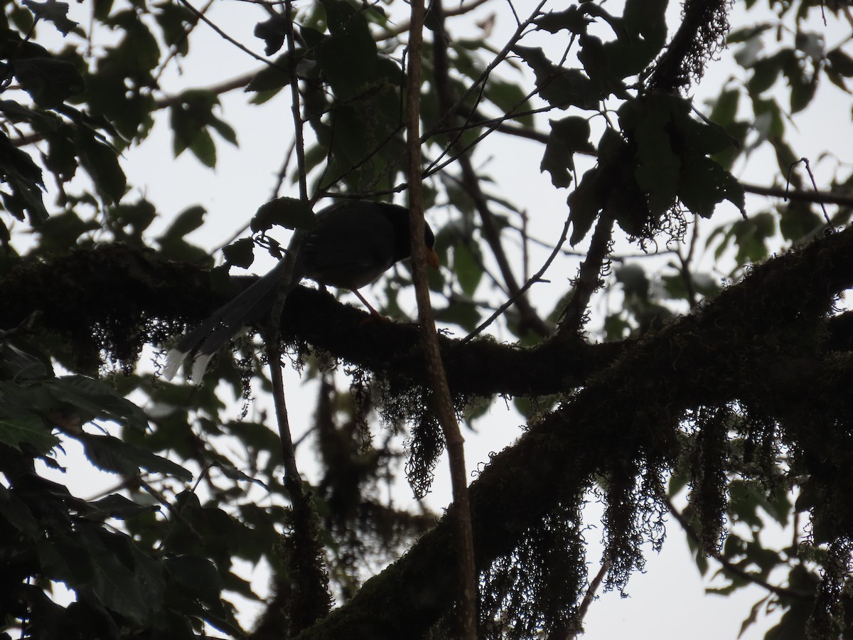 Yellow-billed Blue-Magpie - ML643867620