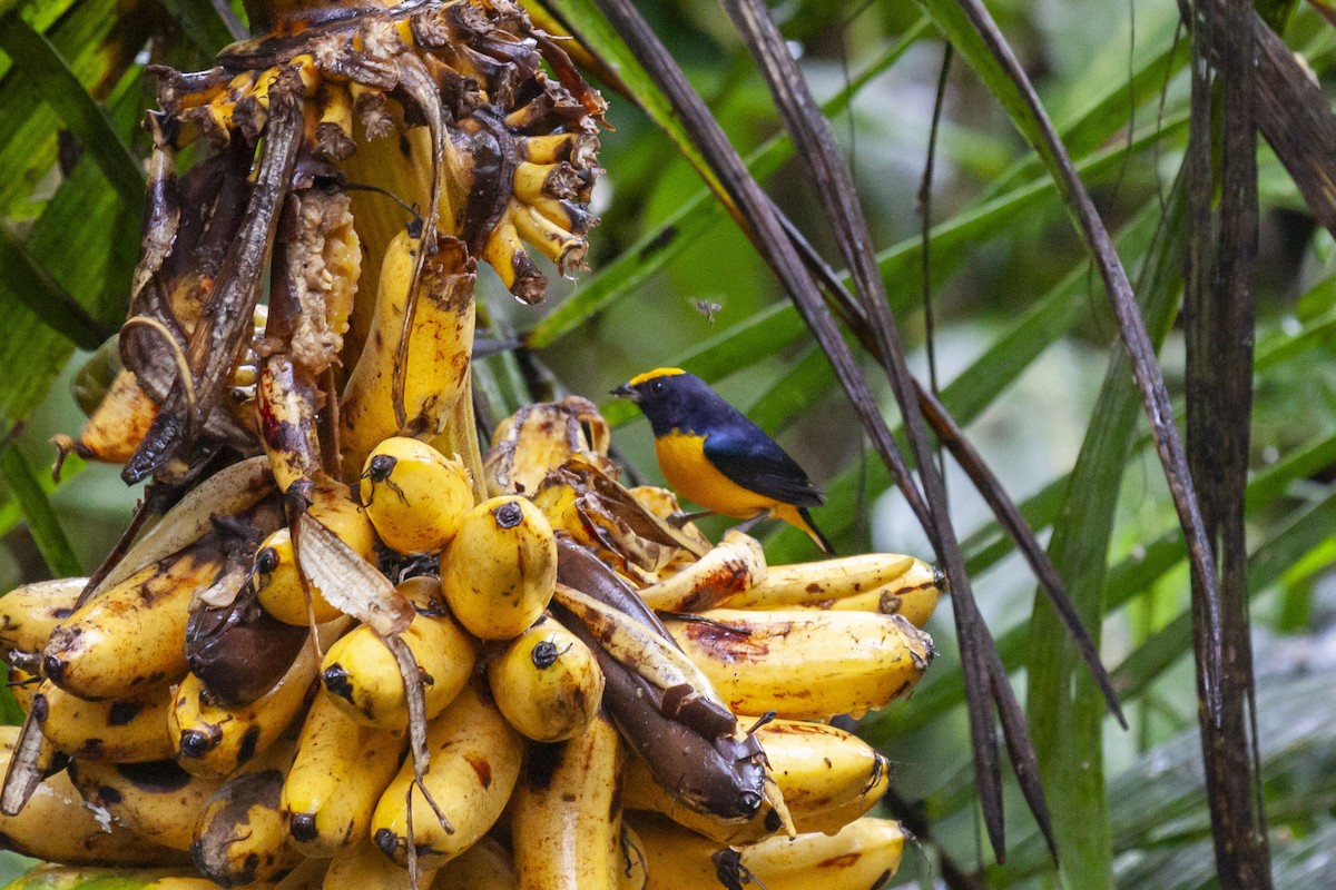 Orange-bellied Euphonia - ML643867630