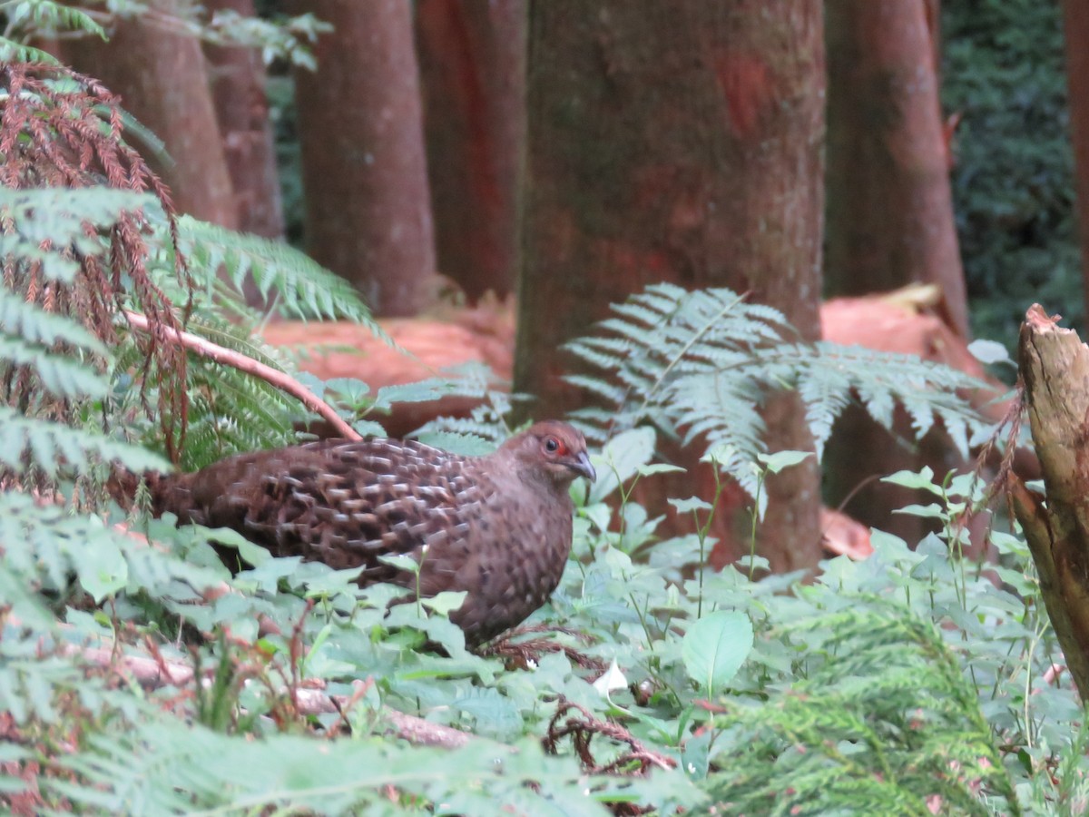 ミカドキジ - ML643867631