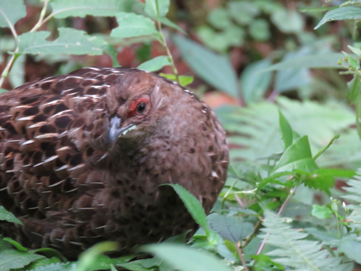 ミカドキジ - ML643867632