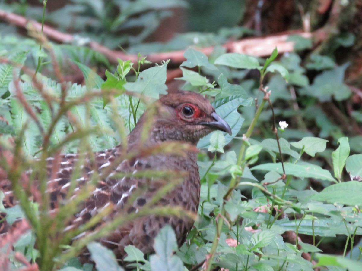 ミカドキジ - ML643867633