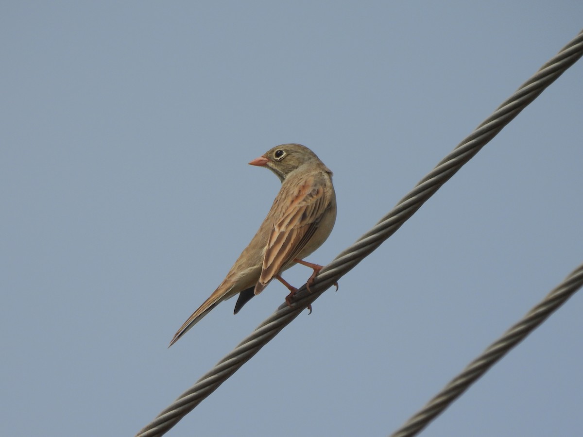 Gray-necked Bunting - ML643867653