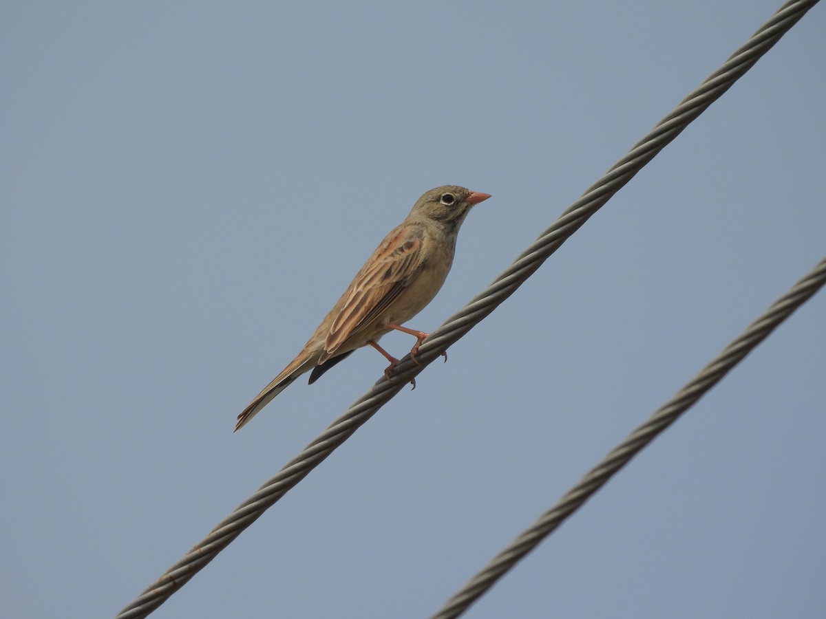 Gray-necked Bunting - ML643867654