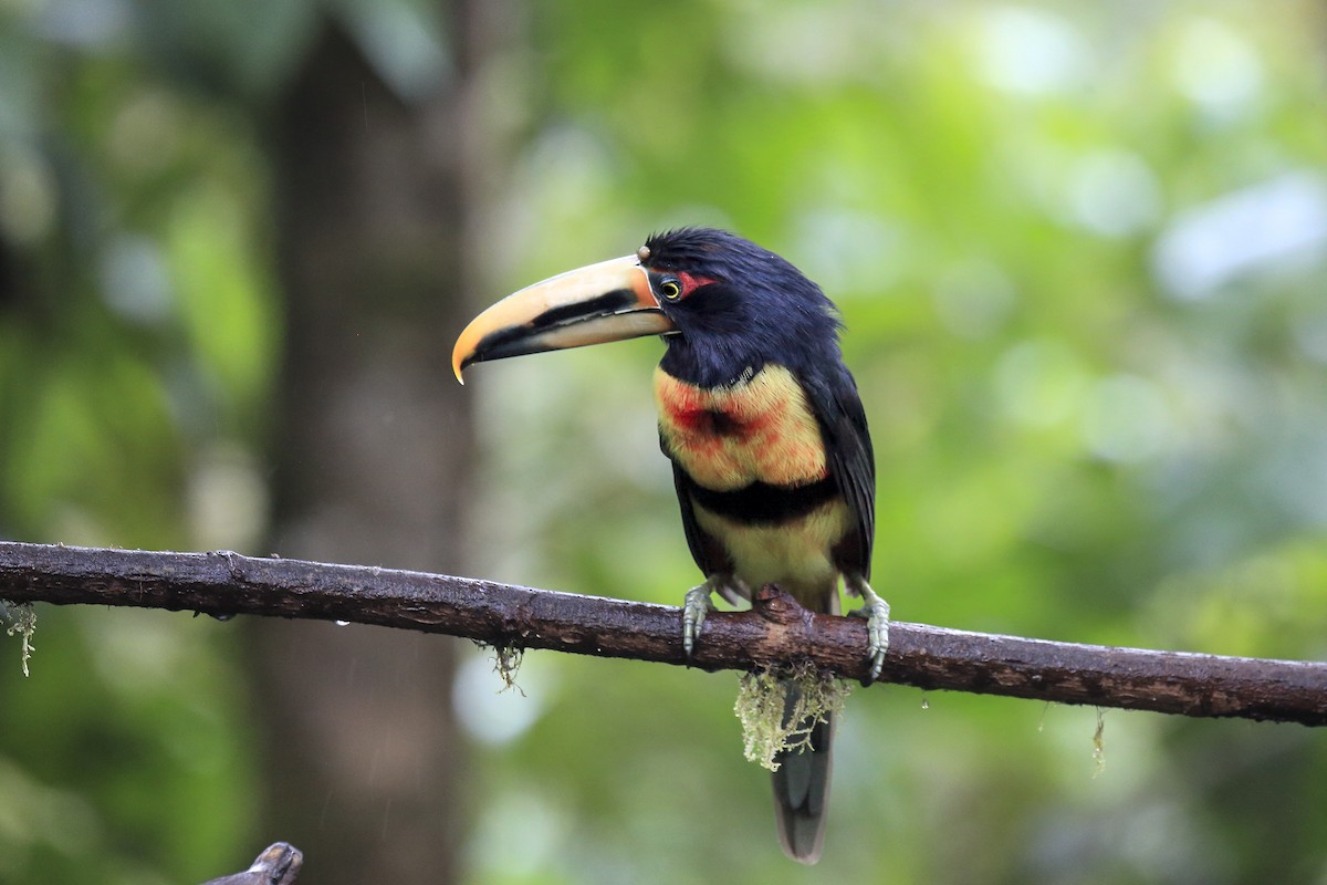 Collared Aracari (Pale-mandibled) - ML643867663