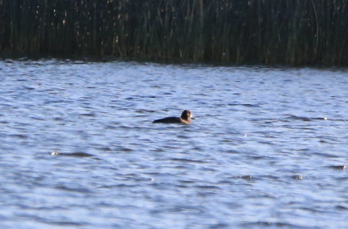 Greater/Lesser Scaup - ML643867670