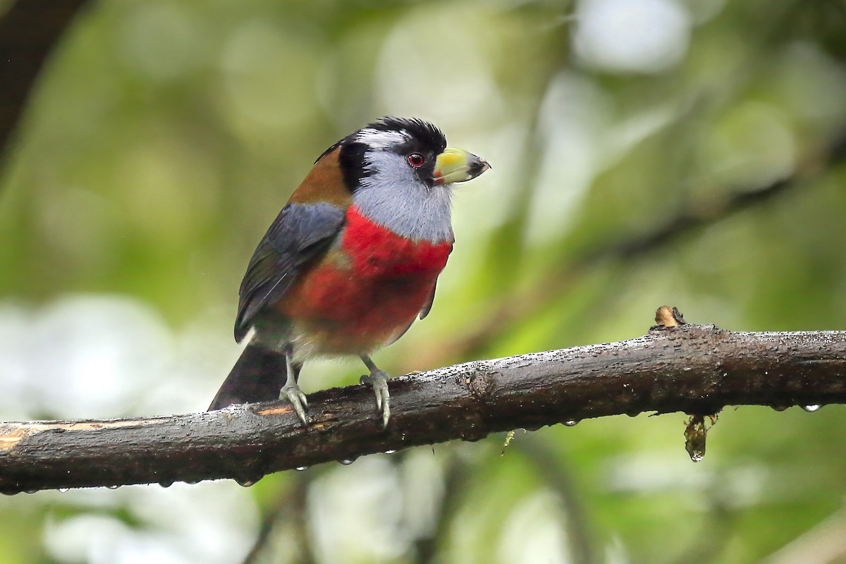 Toucan Barbet - ML643867671