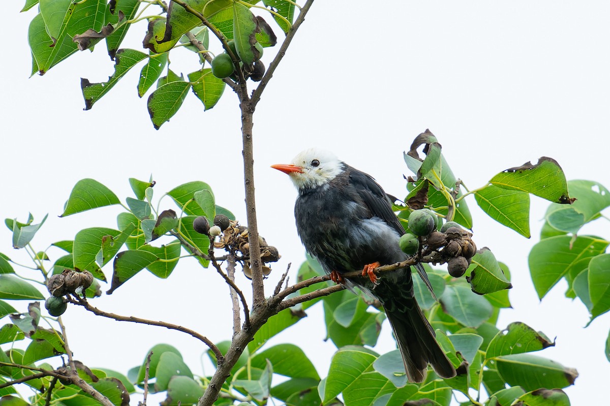 Black Bulbul - ML643867673