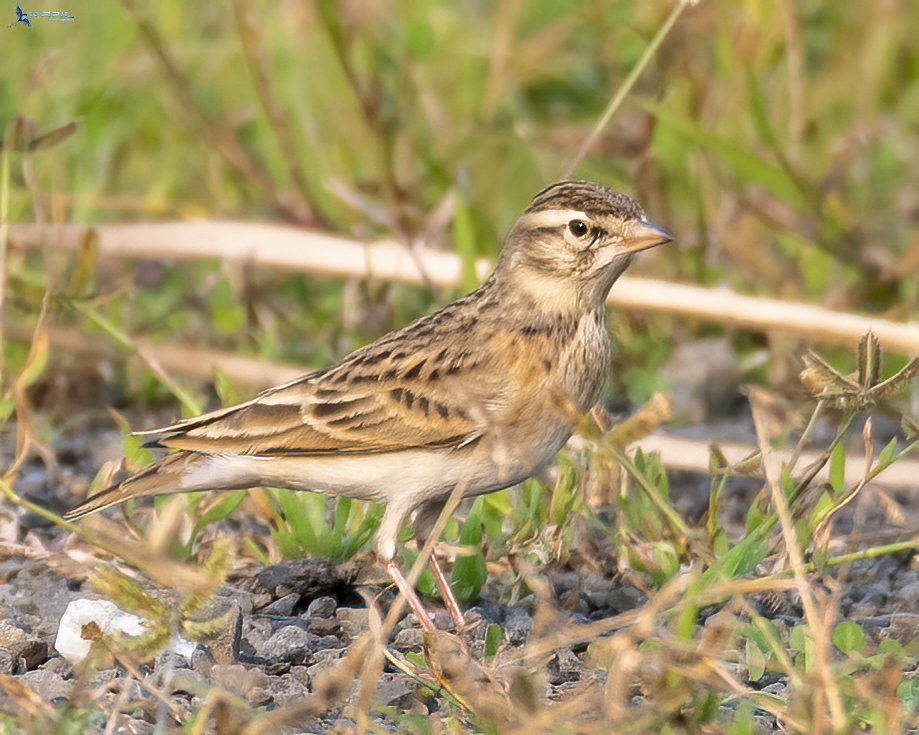 Mongolian Short-toed Lark - ML643867676