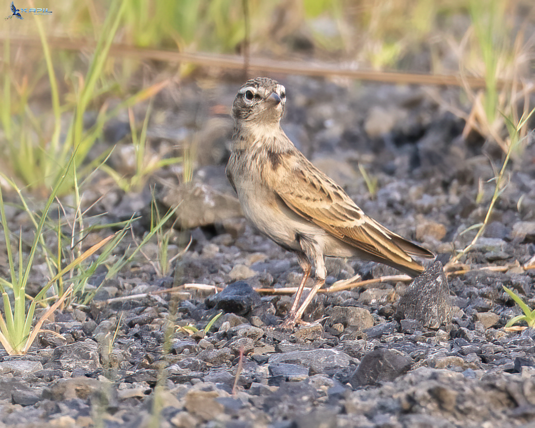 Mongolian Short-toed Lark - ML643867677