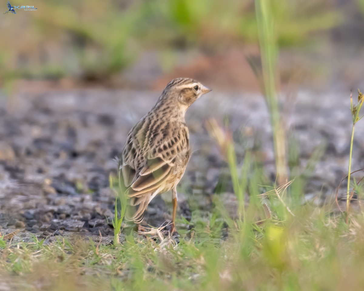 Mongolian Short-toed Lark - ML643867678