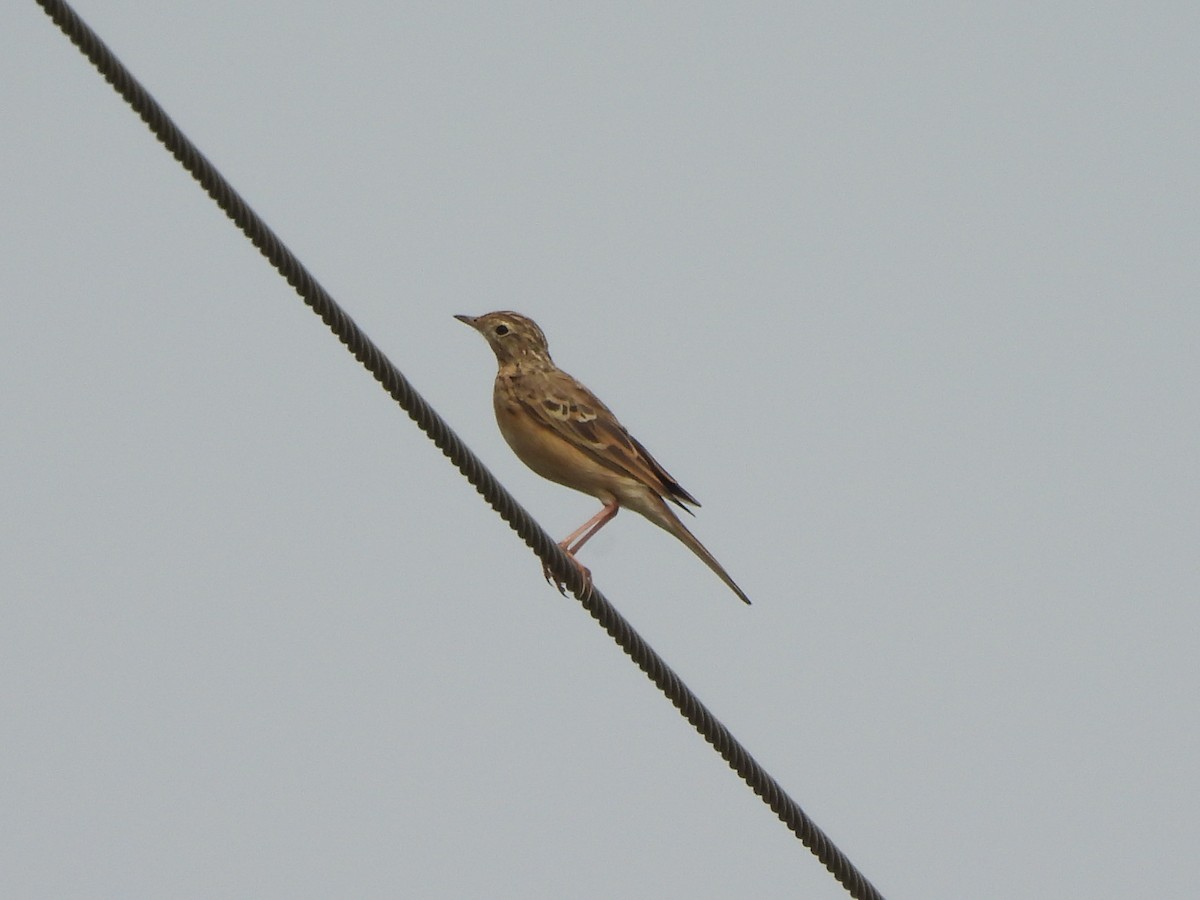 Blyth's Pipit - ML643867704