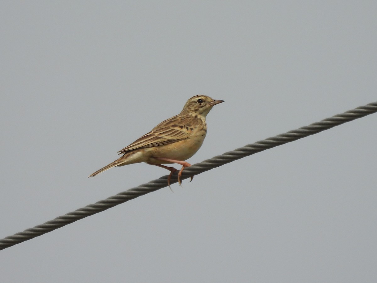 Blyth's Pipit - ML643867705