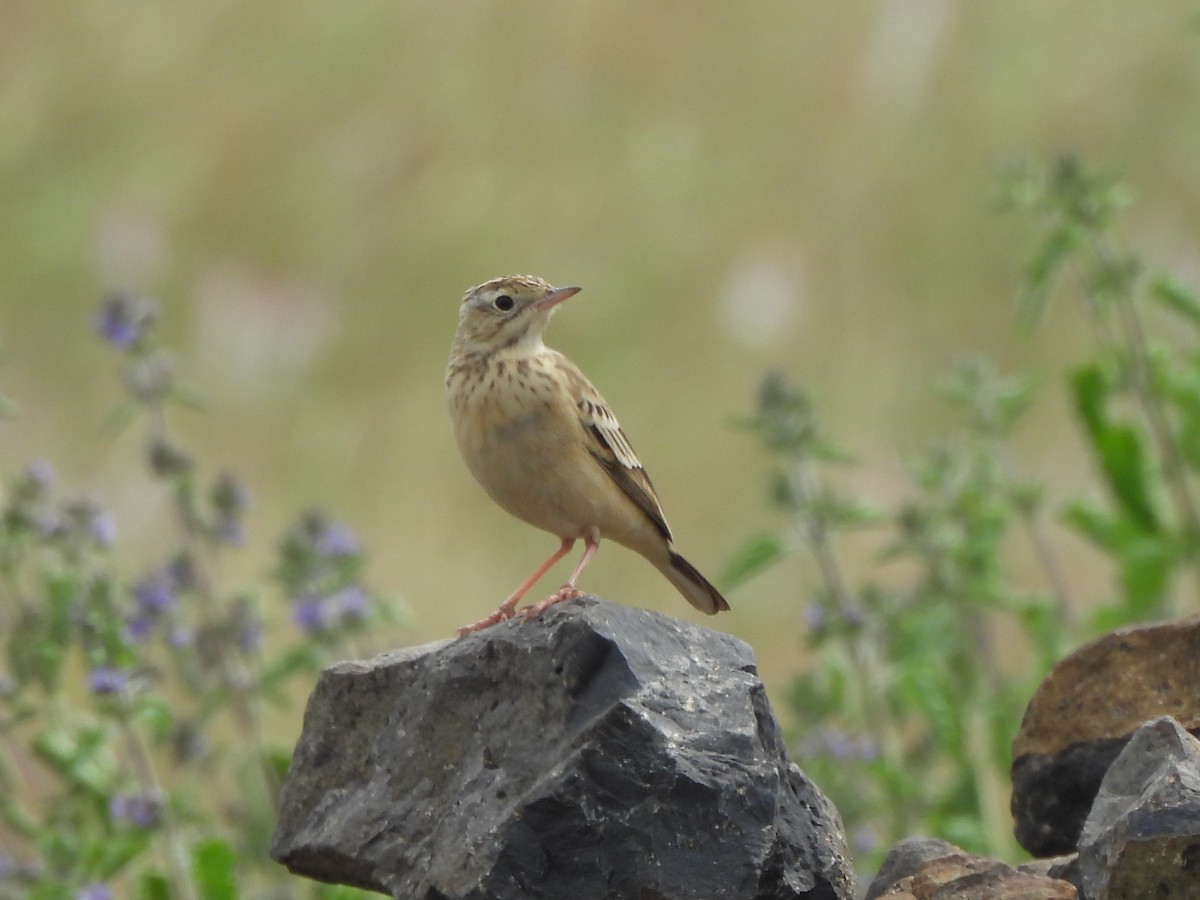 Blyth's Pipit - ML643867706