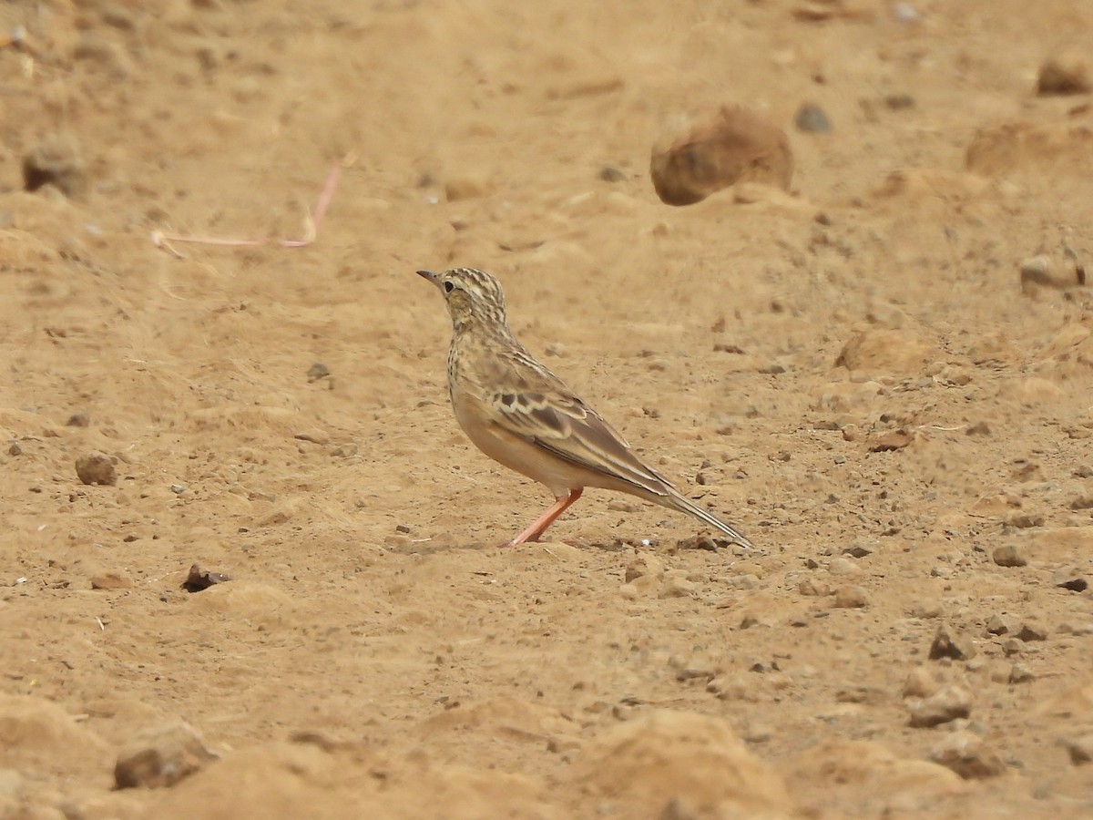Blyth's Pipit - ML643867707