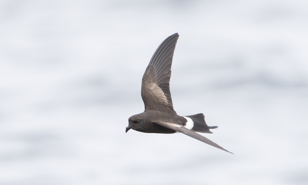 Elliot's Storm-Petrel - Brian Sullivan