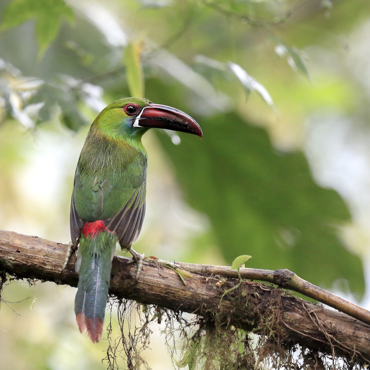 Crimson-rumped Toucanet - ML643867716