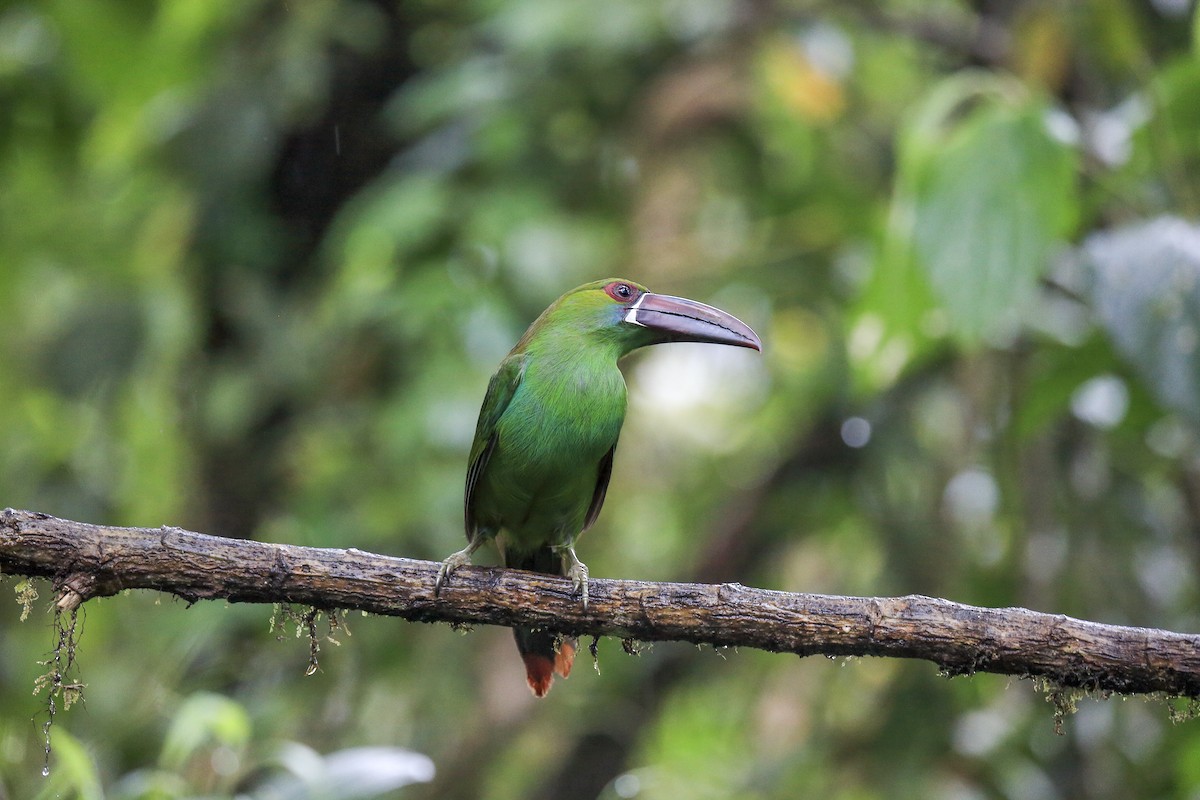 Crimson-rumped Toucanet - ML643867717