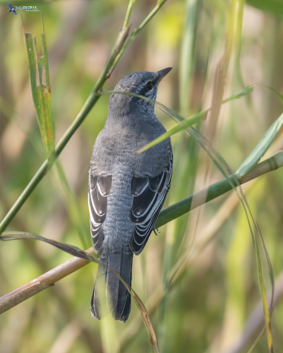 Black-headed Cuckooshrike - ML643867722