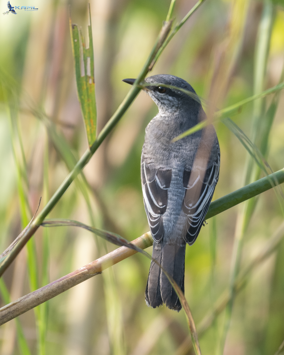 Black-headed Cuckooshrike - ML643867723