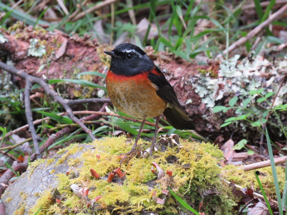 Robin de Johnstone - ML643867754