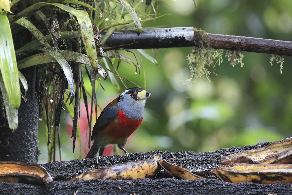 Toucan Barbet - ML643867757
