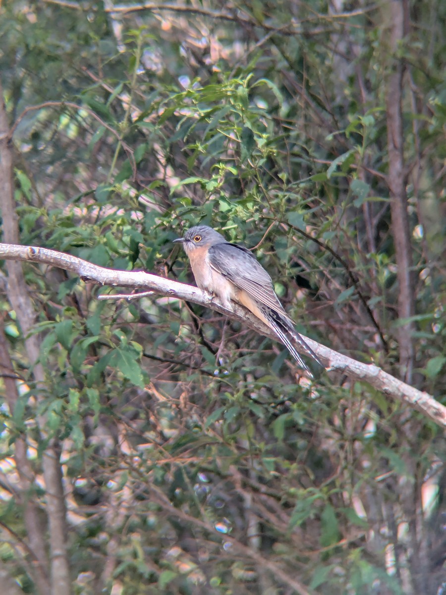 Fan-tailed Cuckoo - ML643867761