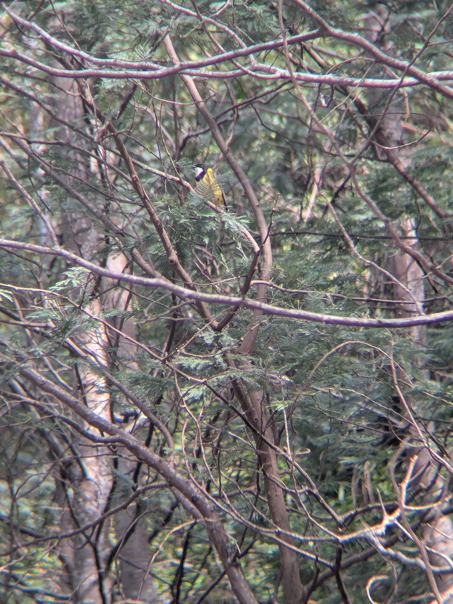 Golden Whistler (Eastern) - ML643867772