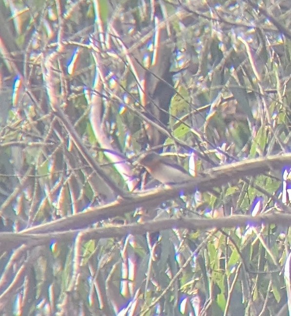 Satin Flycatcher - ML643867780