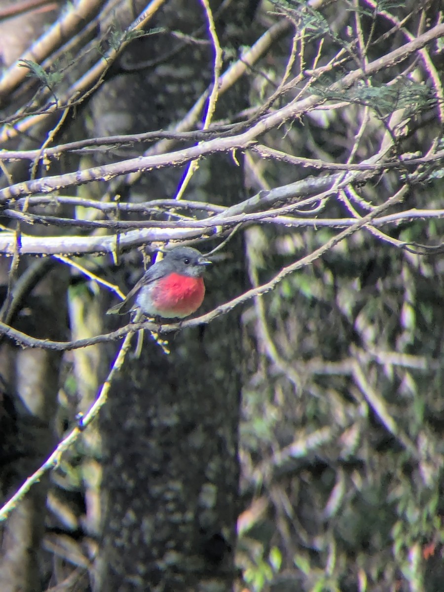 Rose Robin - ML643867782