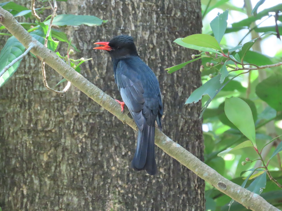 Black Bulbul - ML643867783