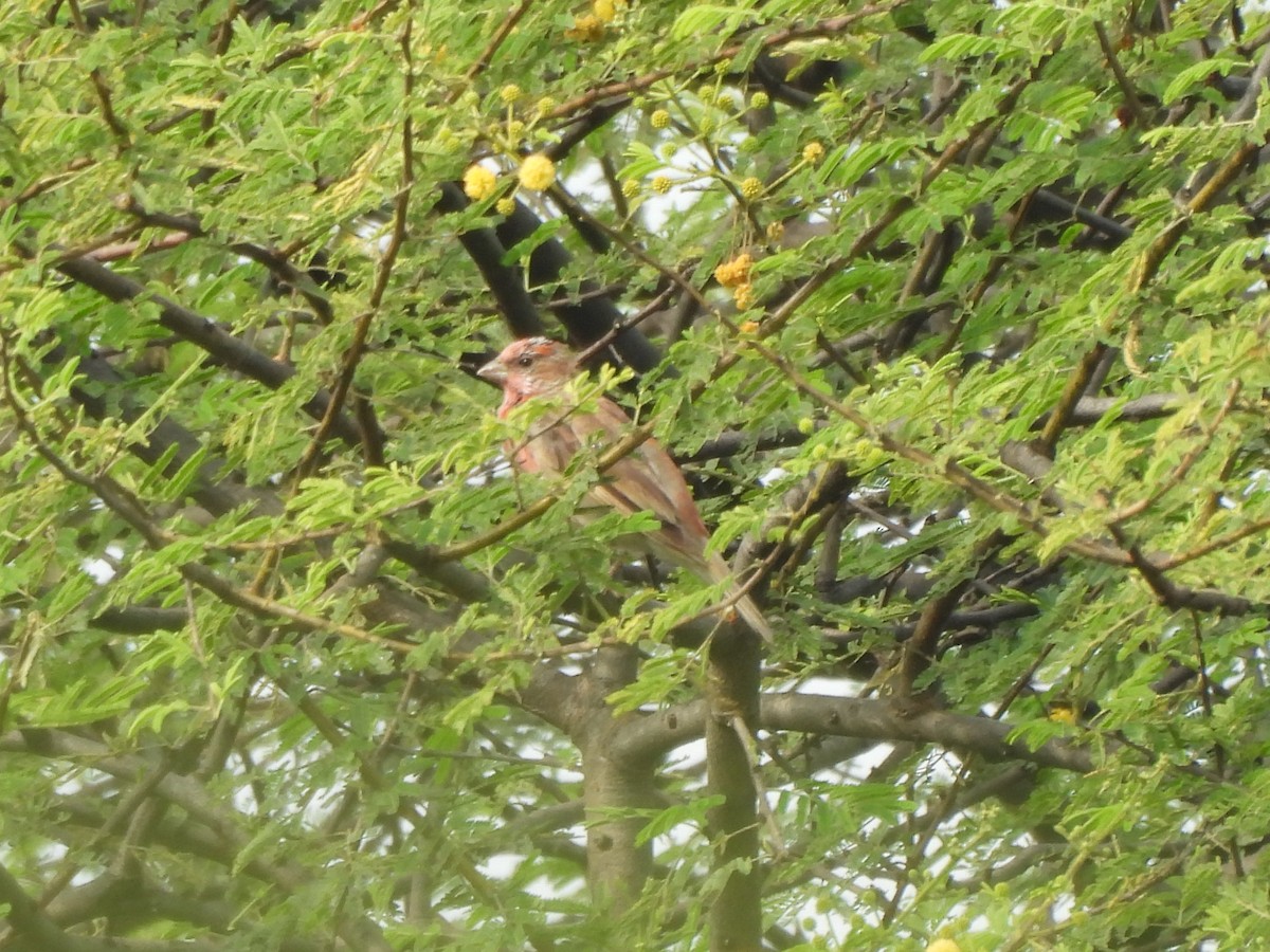 Common Rosefinch - ML643867784