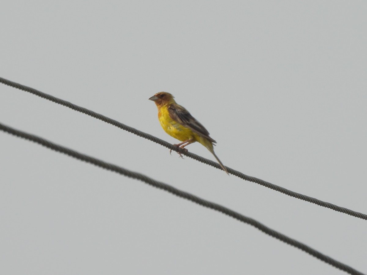 Kızıl Başlı Çinte - ML643867785