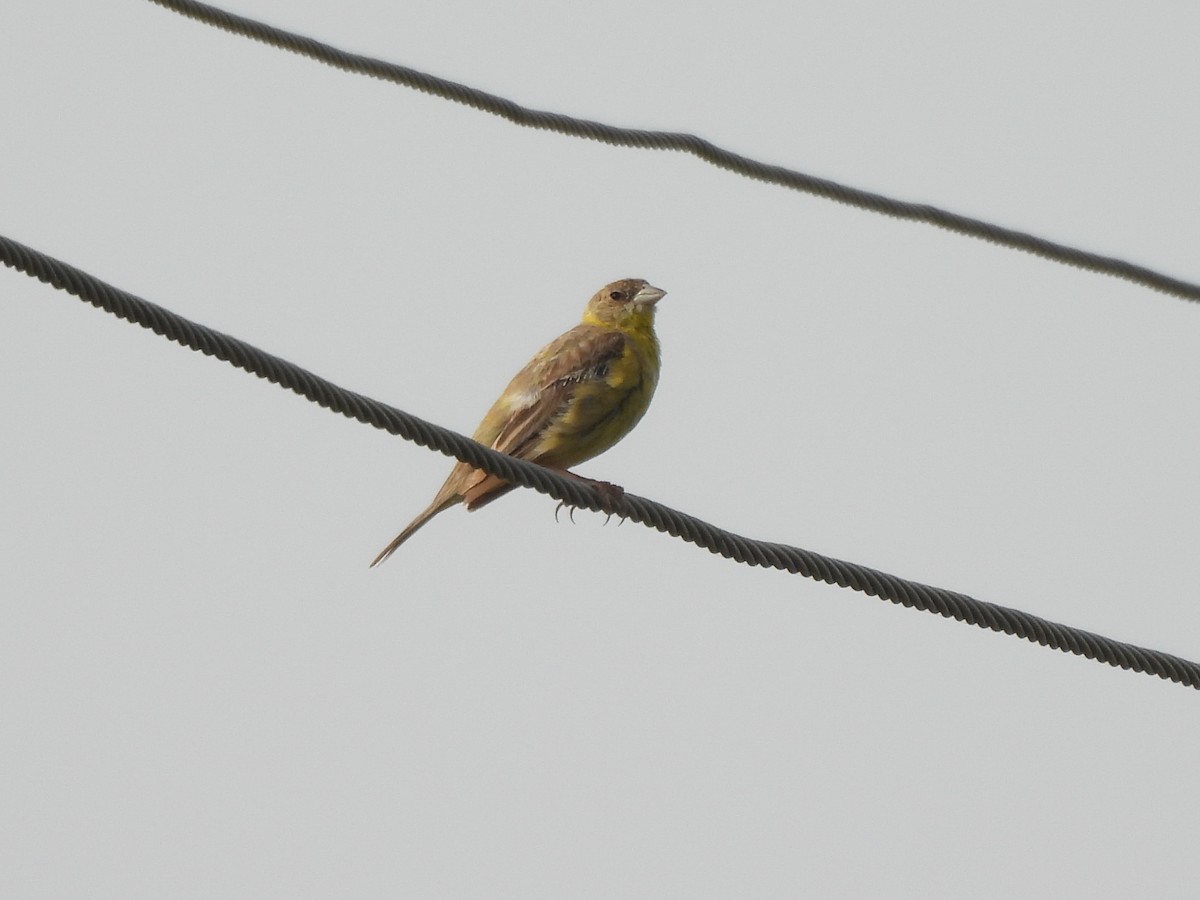 Kızıl Başlı Çinte - ML643867786