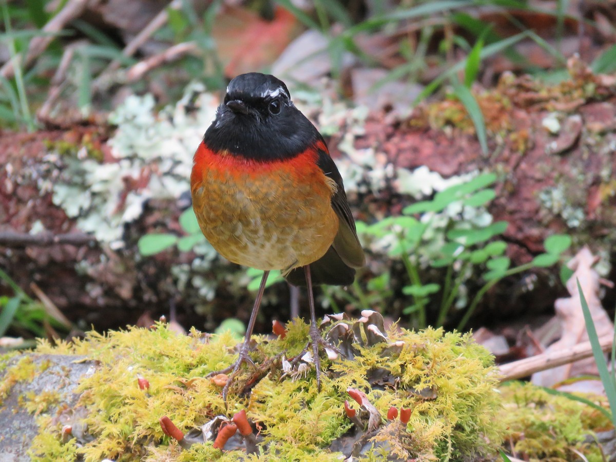 Robin de Johnstone - ML643867792