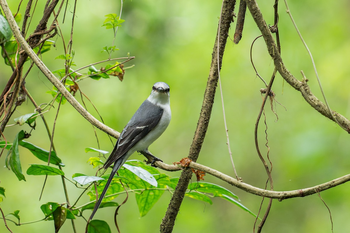 Ashy Minivet - ML643867795